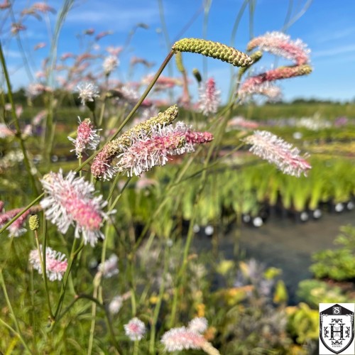 Sanguisorba tenuifolia 'Strawberry Frost' - Ahtalehine punanupp 'Strawberry Frost'